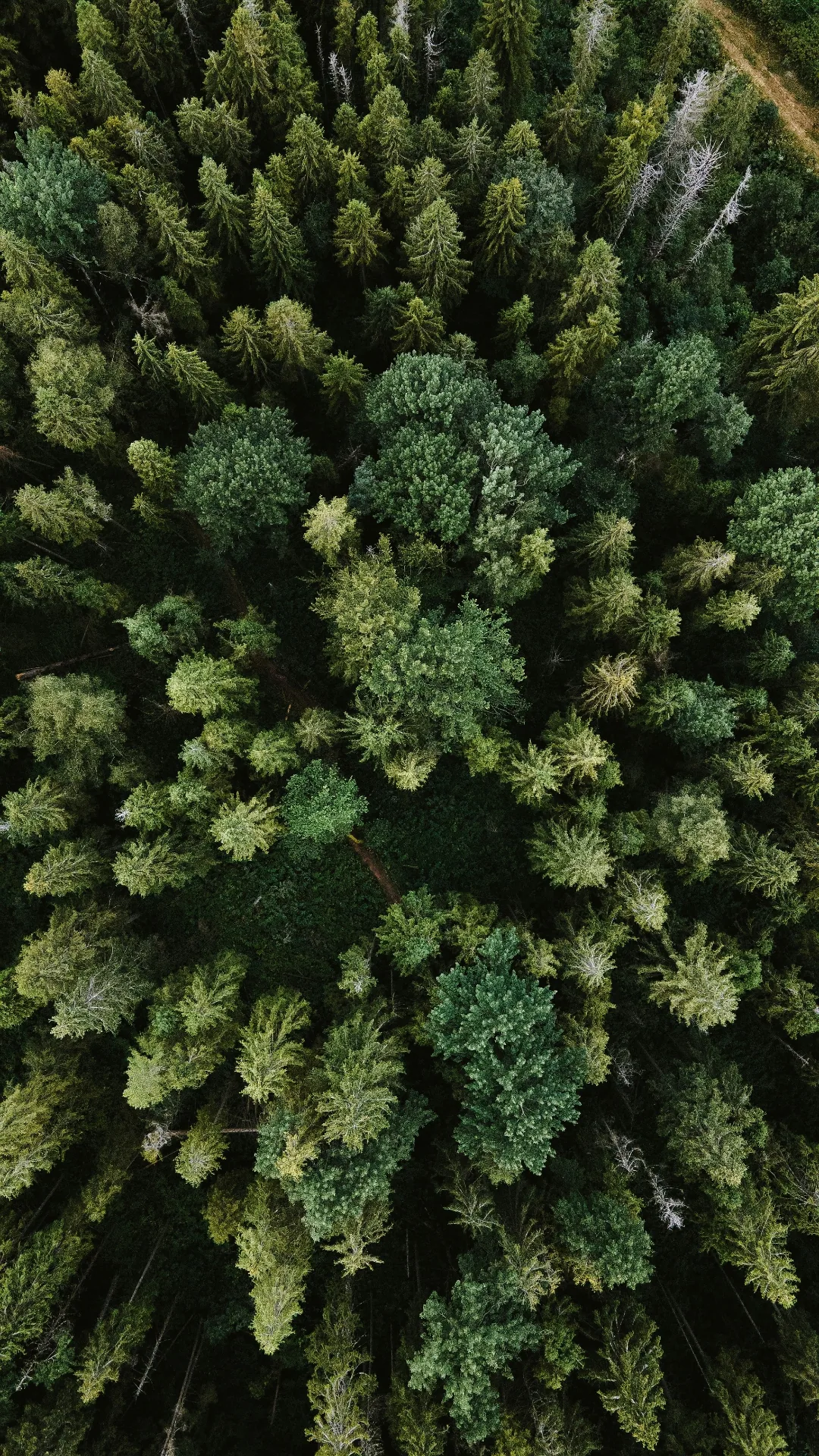 Aerial view of a managed coniferous forest — FSC-certified paperboard source